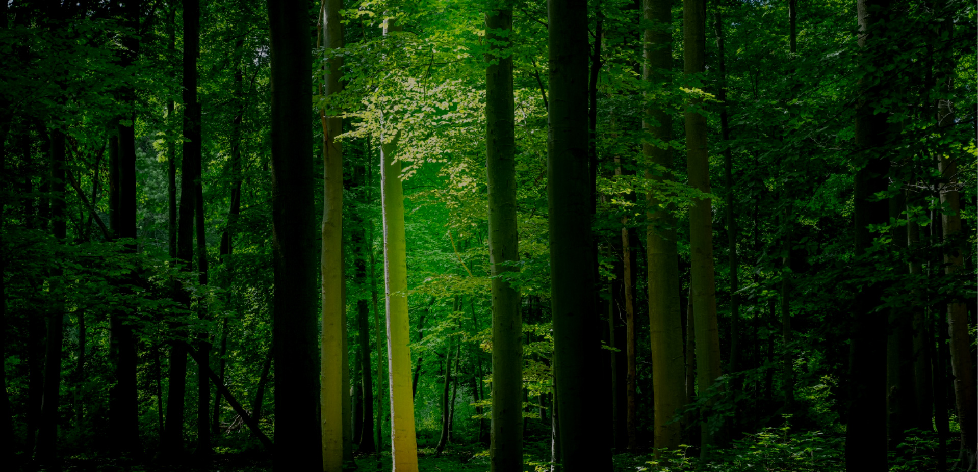 关键词：森林生态系统、绿色低碳自然场景、碳汇资源、生态环境保护
    描述：茂密的森林自然景观，作为重要的碳汇资源与生态屏障，直观展现绿色低碳的自然本底，体现生态环境保护对全球低碳发展的核心价值。