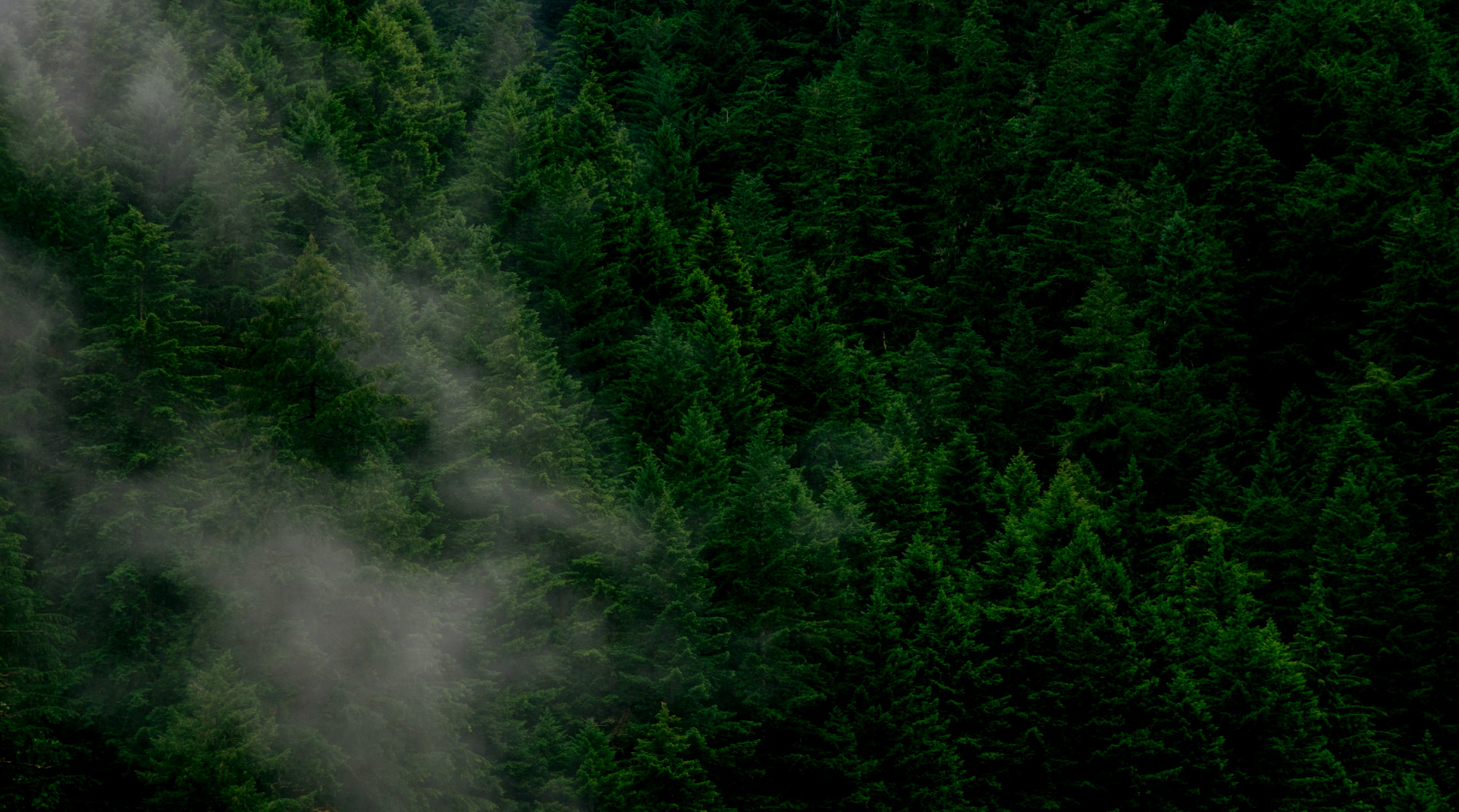 关键词：云雾森林、低碳生态涵养、自然碳循环、绿色生态资源
    描述：被云雾环绕的森林景观，展现自然碳循环与生态涵养的低碳特性，凸显森林作为绿色生态资源在调节气候、固碳减排中的关键作用。